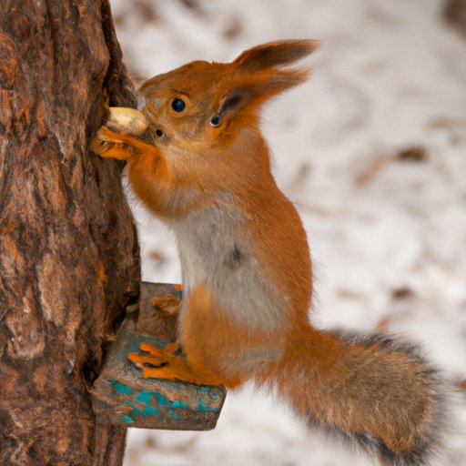 Squirrels on the Menu: The Benefits of Feeding Nuts to Squirrels