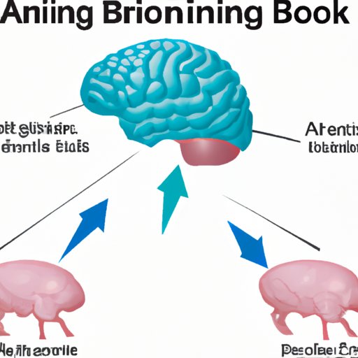 Investigating the Link Between Amino Acids and Brain Function