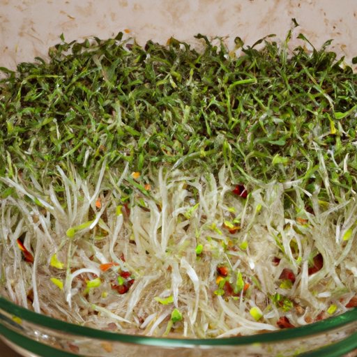 Exploring the Nutritional Benefits of Broccoli Sprouts