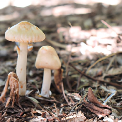 A Look at the Pros and Cons of Magic Mushroom Use