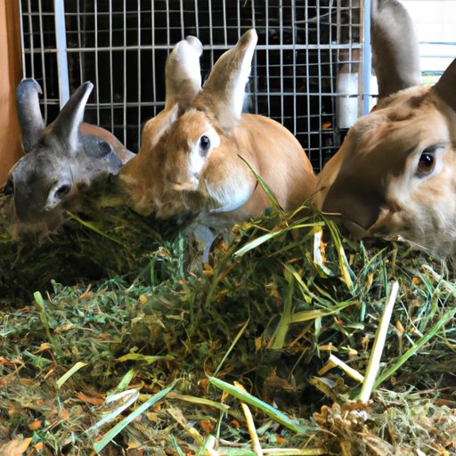 Exploring the Nutritional Benefits of Alfalfa for Rabbits