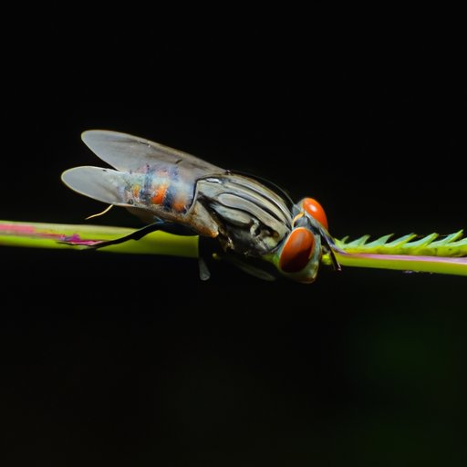 Dissecting the Sleep Habits of Flies: Understanding How They Rest