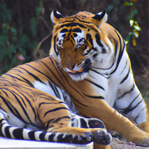 Examining the Social Habits of Tigers