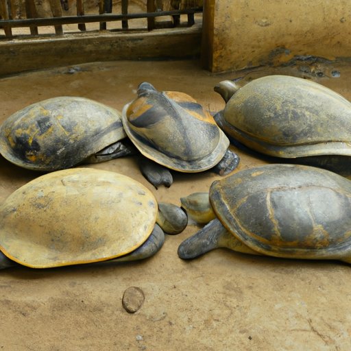 Different Types of Sleep Among Turtle Species