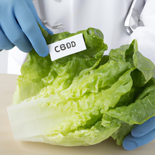 Examining the Dietary Fiber Content of Iceberg Lettuce