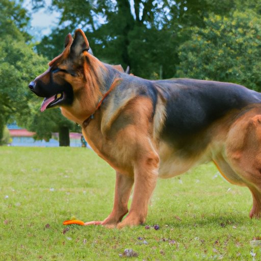 Looking at Health Concerns Related to German Shepherds Reaching Excessive Sizes