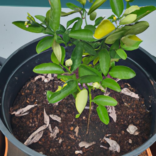 Overview of Lemon Tree Growth