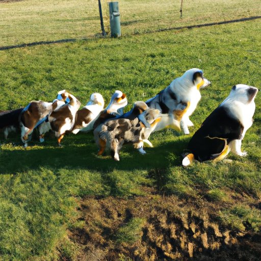 Overview of the Size Variations of Mini Australian Shepherds