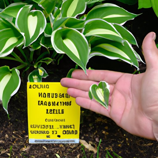 How to Determine the Ultimate Size of Your Hostas