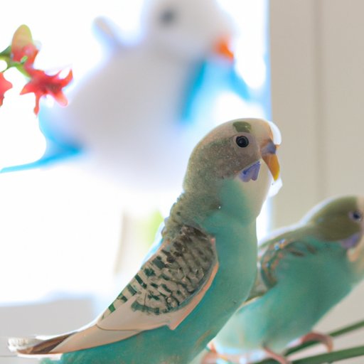 Parakeet Sizing: What You Should Expect