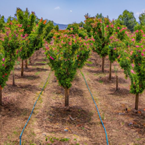 Overview of the Common Height and Growth Rate of Peach Trees