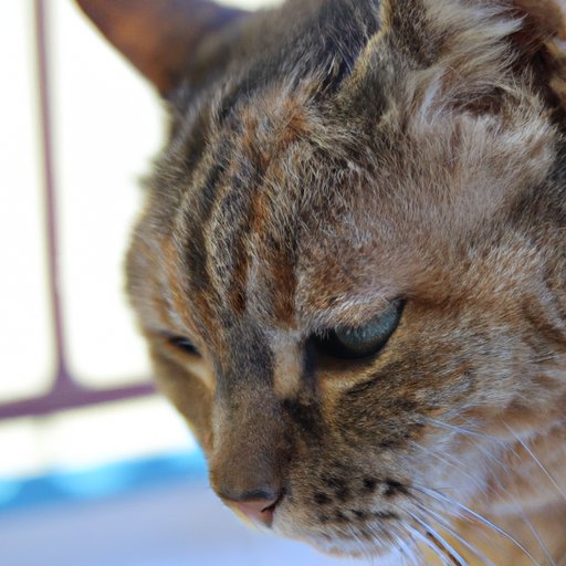 Observing Behavior Changes in an Aging Cat