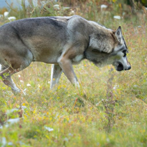 The Mobility of Wolves: Analyzing their Hunting Strategies and Territories