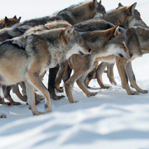 Communal Hunting: How Wolves Work Together to Travel in Packs