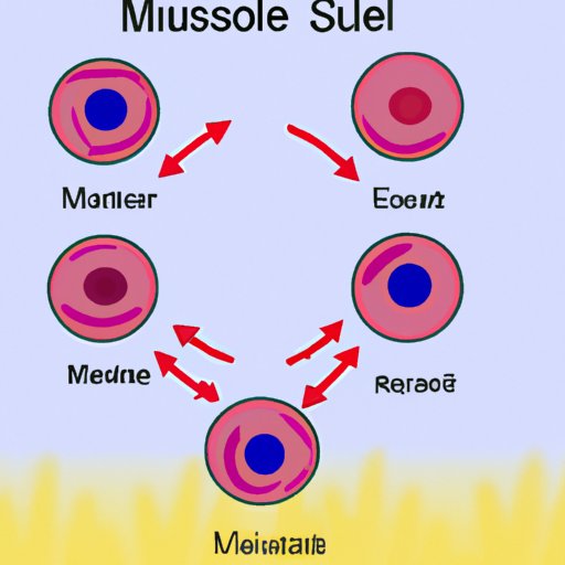 Describe the Different Phases of Mitosis