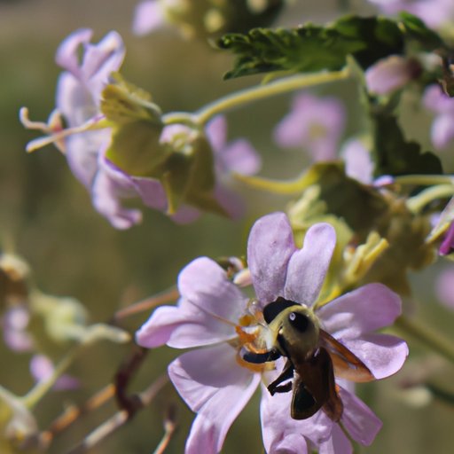 Examining the Relationship Between Pollinators and Flowers