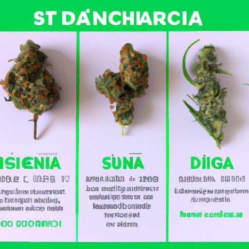 Understanding the Differences Between Sativa and Indica Strains