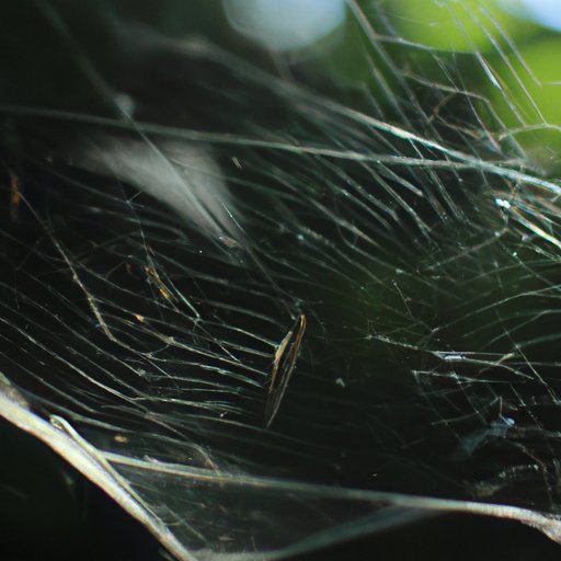 Exploring the Scientific Process of How Spiders Make Webs