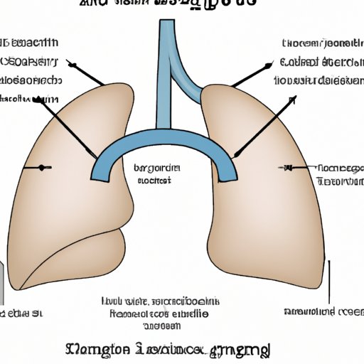 An Overview of the Mechanics of Gas Exchange in the Lungs