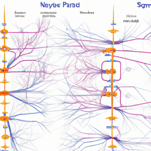 Examining the Complex Network of Signals in the Nervous System