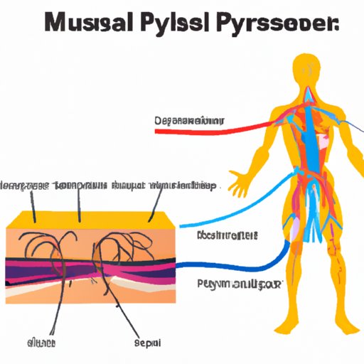 The Relationship Between the Nervous System and Muscular System: A Primer