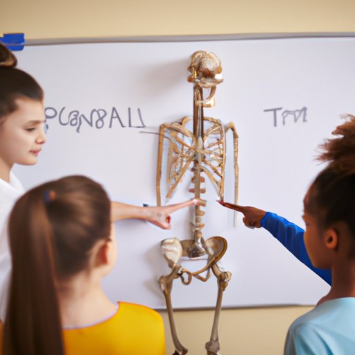 Explaining the Anatomy of the Skeletal System