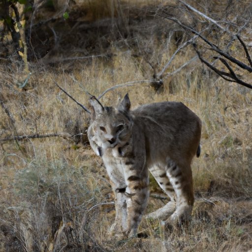 How Far Do Bobcats Travel? A Look at Migration Patterns and Home Ranges