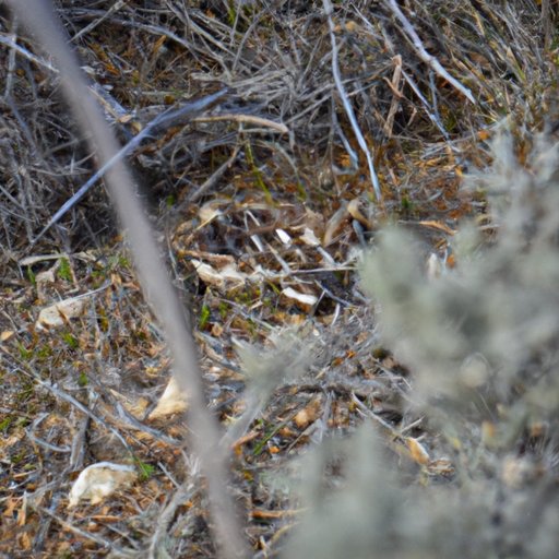 The Great Outdoors: Rattlesnake Movement Across Terrain