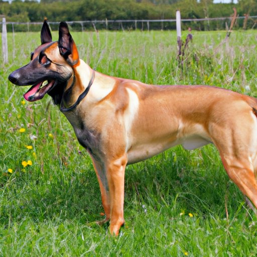 What You Need to Know About the Cost of a Belgian Malinois