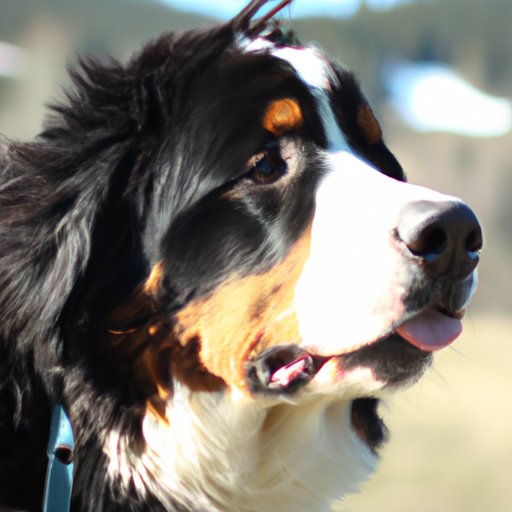 Exploring the Cost of Owning a Bernese Mountain Dog