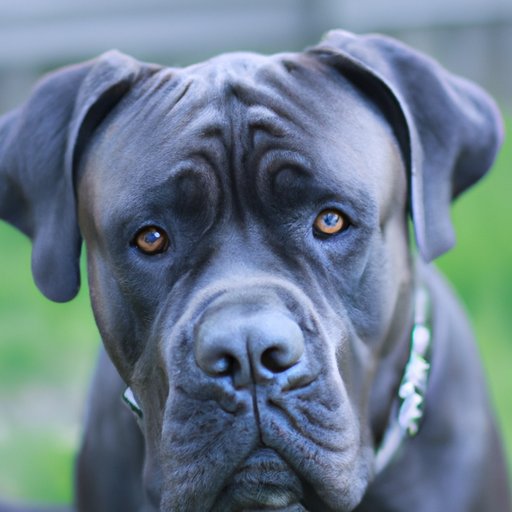 The Budgeting Guide for Potential Cane Corso Owners