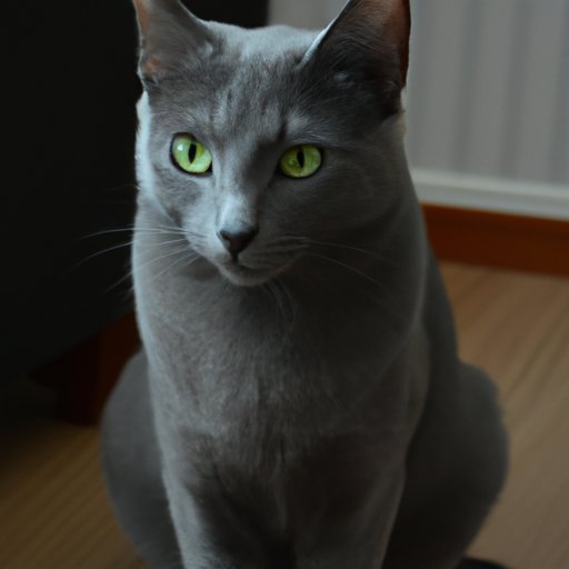 Russian Blues: An Affordable Option for Cat Lovers