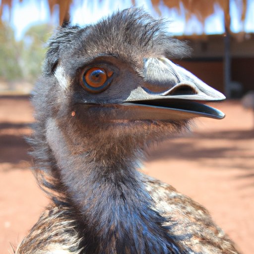 A Guide to Purchasing an Emu