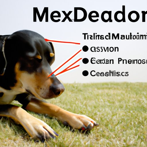 Understanding the Side Effects of Meloxicam in Dogs