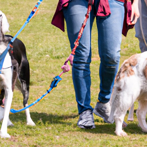 Understanding the Different Types of Dog Walking Services