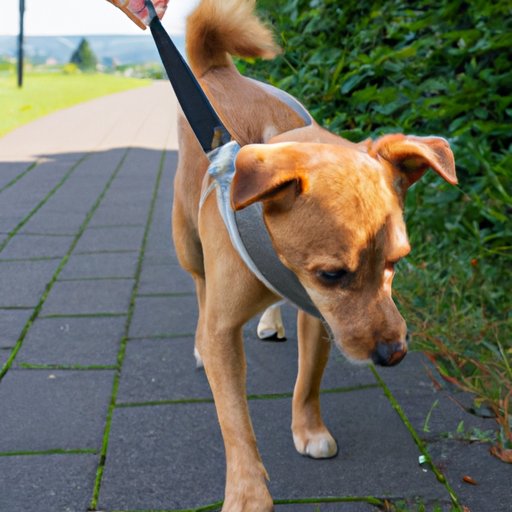 The Risks of Walking a Dog Too Soon After Neutering