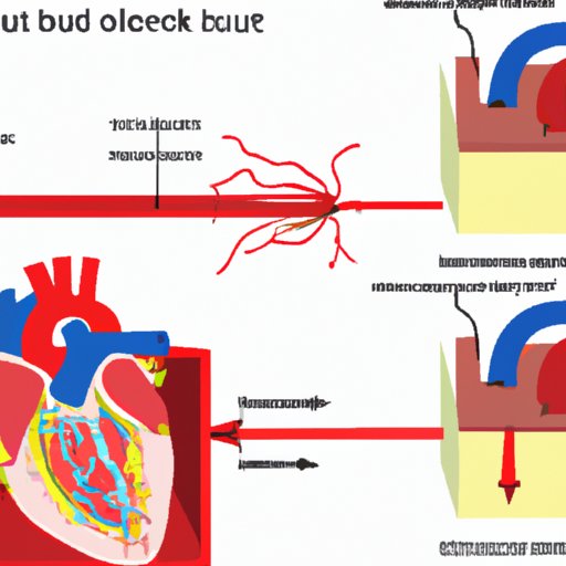 Understanding the Circulation of Blood Through the Heart