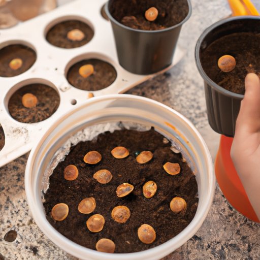 Planting Peach Seeds in Containers