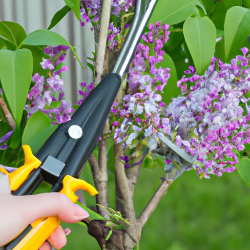 How to Prune and Care for Your Lilac Bushes