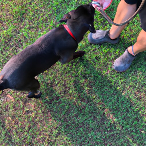 Train Your Dog to Avoid Grass