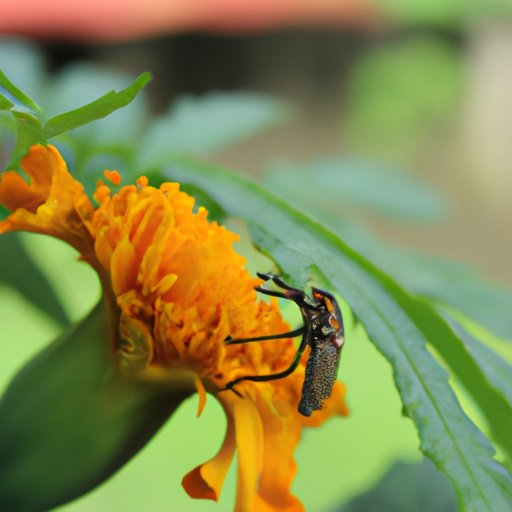 The Strange and Unique Eating Habits of Animals Who Eat Marigolds