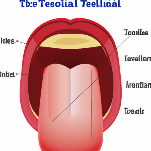 Overview of the Anatomy of a Healthy Tongue