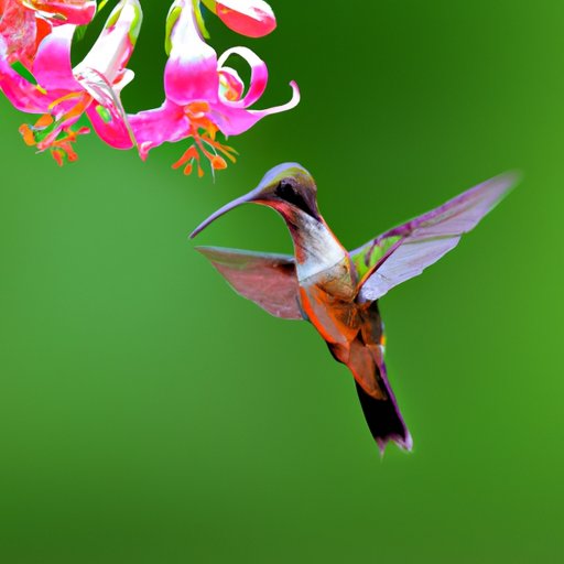 Nutritional Benefits of Hummingbird Food Sources