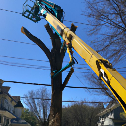 What Tree Well Maintenance Looks Like