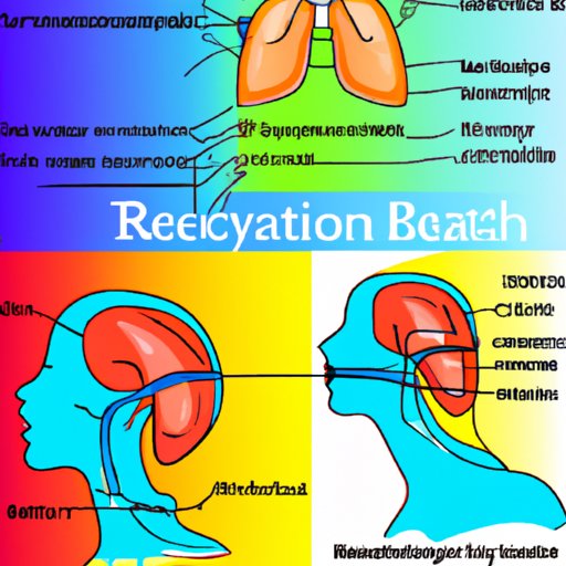 The Science behind Breathing: Examining the Anatomy and Physiology of Respiration