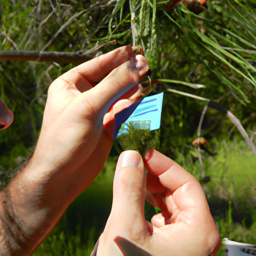 Investigating the Incredible Variety of Gymnosperm Species