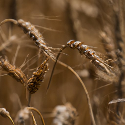 The Rise of the Cereal Industry