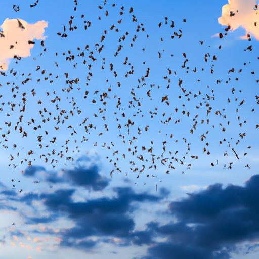 do bats travel in groups