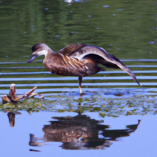 How to Dodge Waterfowl Dance: Tips and Techniques for Improved Agility